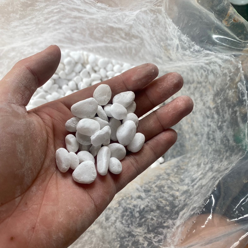 Sỏi trắng tự nhiên trang trí tiểu cảnh chậu cây