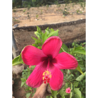 Cây dâm bụt thái cánh đơn