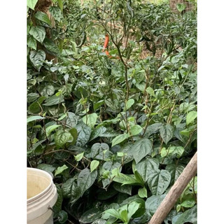 5 tặng 2/Lá Trầu Quế Tươi 100% đặt hàng mới hái ( trầu quế lá nhỏ , dày)
