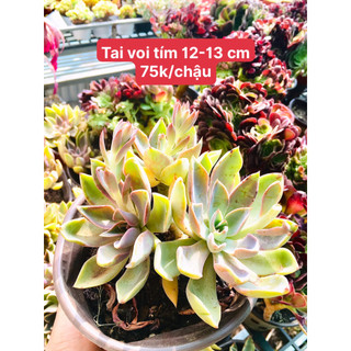 Sen đá tai voi tím chậu 12-13cm. chụp đơn theo yêu cầu của khách trước khi gửi
