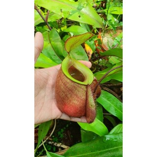 Cây nắp ấm