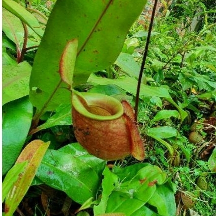 Cây nắp ấm
