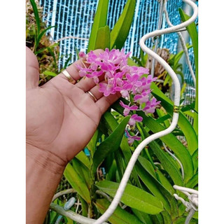 Combo 3 cây lan rừng hồng nhạn tháng 4 lấy từ rừng bình thuận