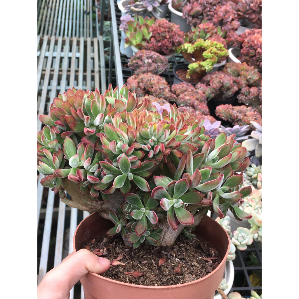 Sen đá nhung đỏ cres chậu 18-20cm. chụp đơn theo yêu cầu của khách trước khi gửi hàng