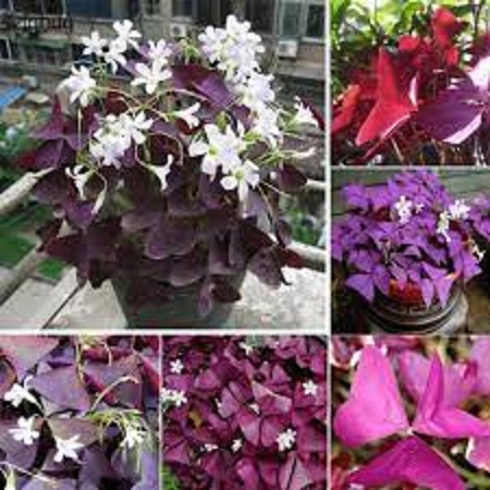 Comho 30 củ giống hoa b.ướm đêm hoa màu trắng- 30 củ-HGNN