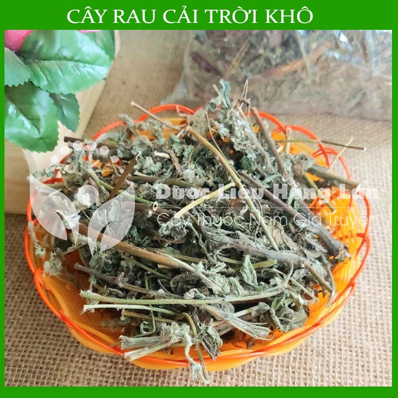 Thảo dược CÂY RAU CẢI TRỜI khô sạch đóng gói 500gram congtyduoclieuhonglan