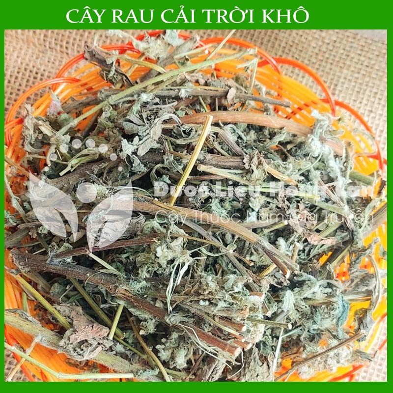 Thảo dược CÂY RAU CẢI TRỜI khô sạch đóng gói 500gram congtyduoclieuhonglan