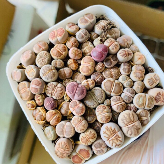 Chậu Cây Sen Đá Thạch Lan Siêu Xinh, Vân Đẹp Hiếm size 1,4 trở xuống