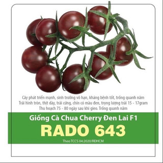 Hạt giống cà chua cherry đen lai f1 rado 643 rd gói 0.1gr