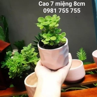 Chậu trồng sen đá,xương rồng,Chậu Cây mini gốm sứ Bát Tràng