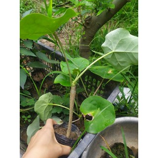 Cây ngô đồng
