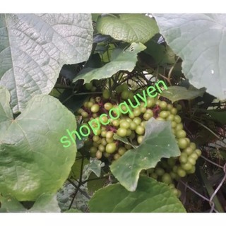Cây nho rừng giống