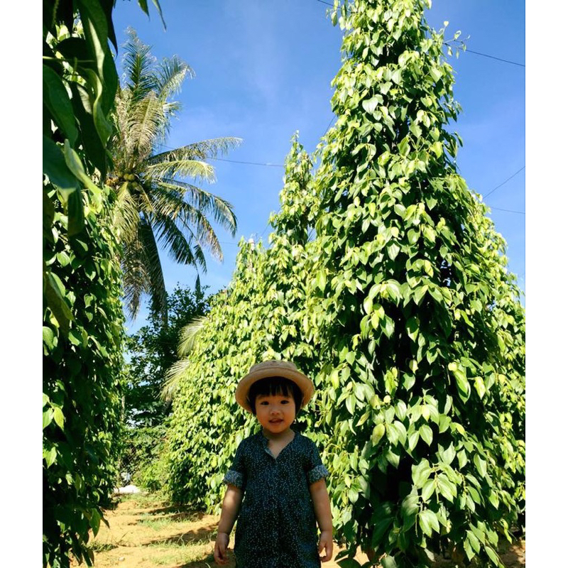 Váy bé gái 1-3 tuổi dưới 96cm nặng dưới 15kg