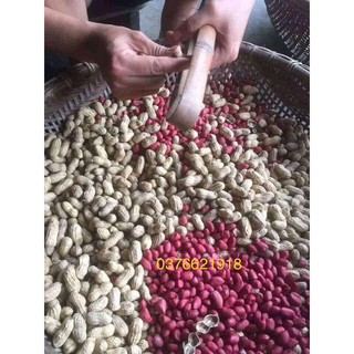 LẠC ĐỎ TÂY BẮC (lạc nương. hút chân không )