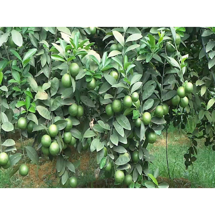 Quả Chanh Tươi Mọng Nước Nhà Trồng Chanh Tứ Mùa Tuyên Quang