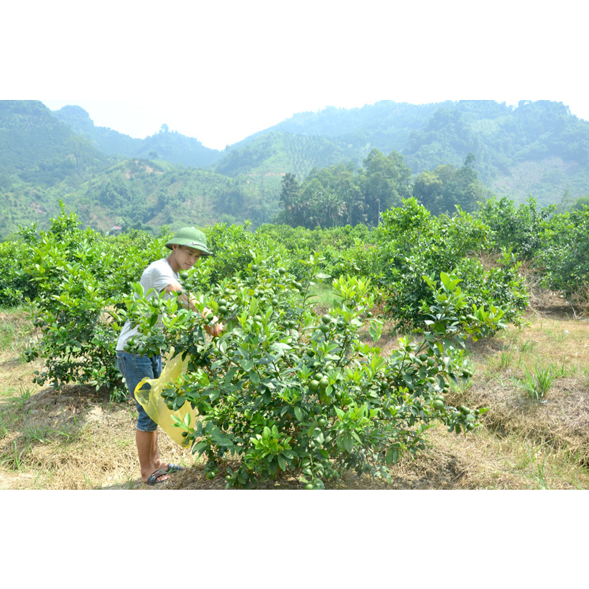 Quả Chanh Tươi Mọng Nước Nhà Trồng Chanh Tứ Mùa Tuyên Quang