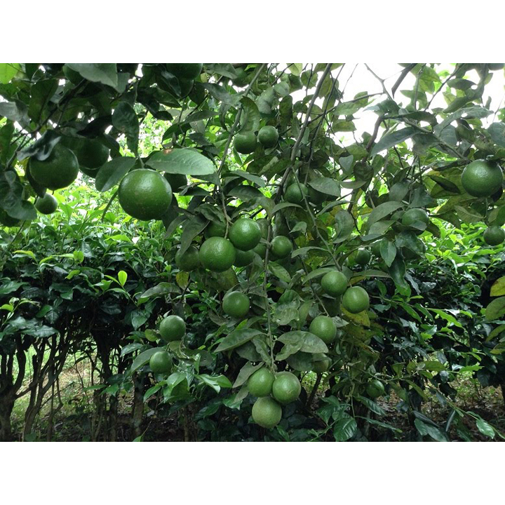 Quả Chanh Tươi Mọng Nước Nhà Trồng Chanh Tứ Mùa Tuyên Quang