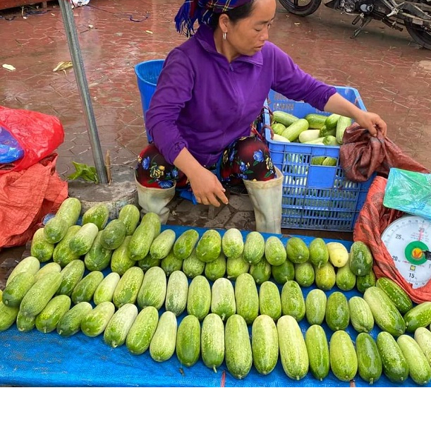 Hạt giống Dưa chuột mèo (Dưa leo mèo) gói 1gram, xuất xứ Thái Lan, quả đặc ruột sau 35 ngày gieo thu hoạch