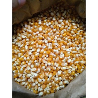 1kg Bắp hạt làm bắp rang bơ