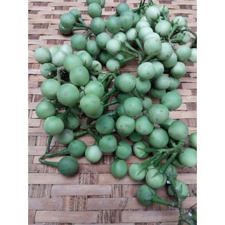 Trái cà đắng