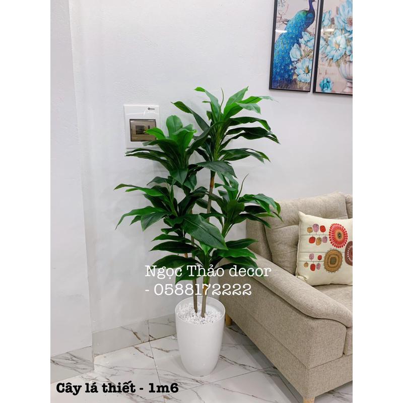 Cây lá thiết giả - cây giả trang trí