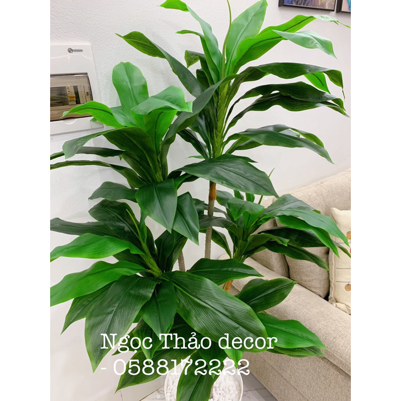 Cây lá thiết giả - cây giả trang trí