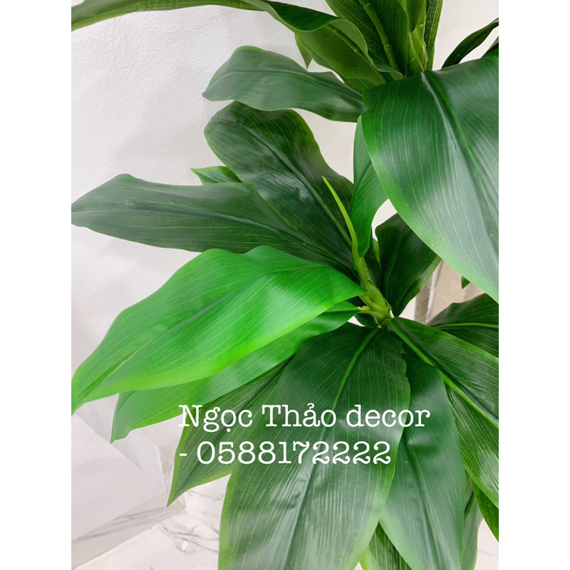 Cây lá thiết giả - cây giả trang trí