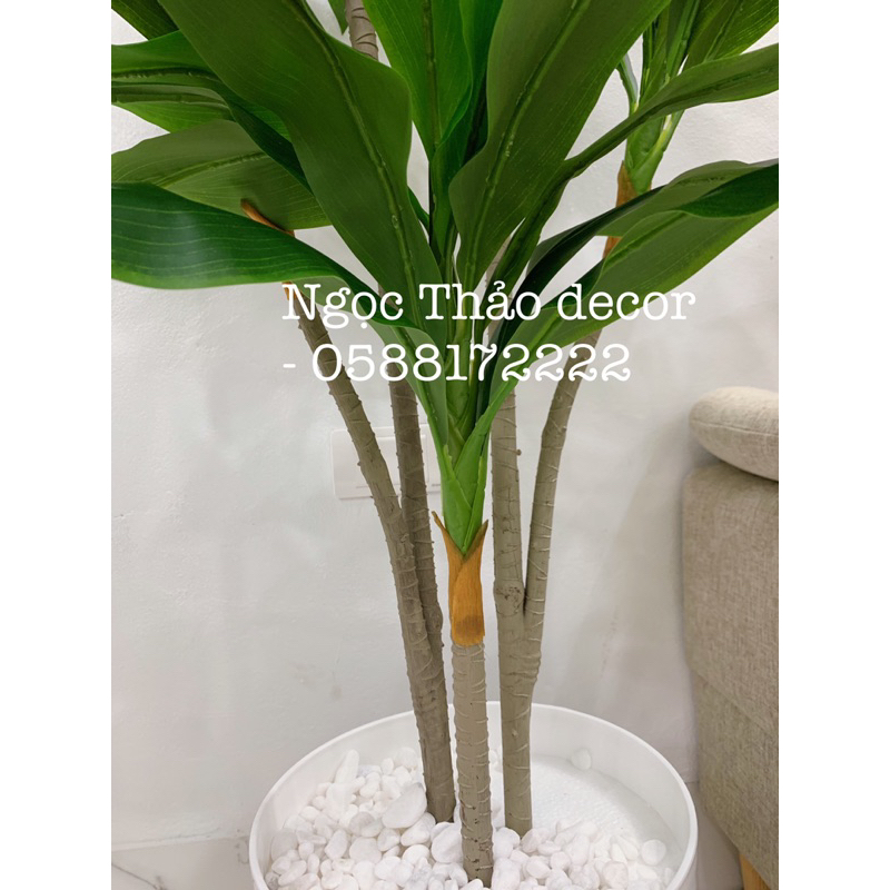 Cây lá thiết giả - cây giả trang trí