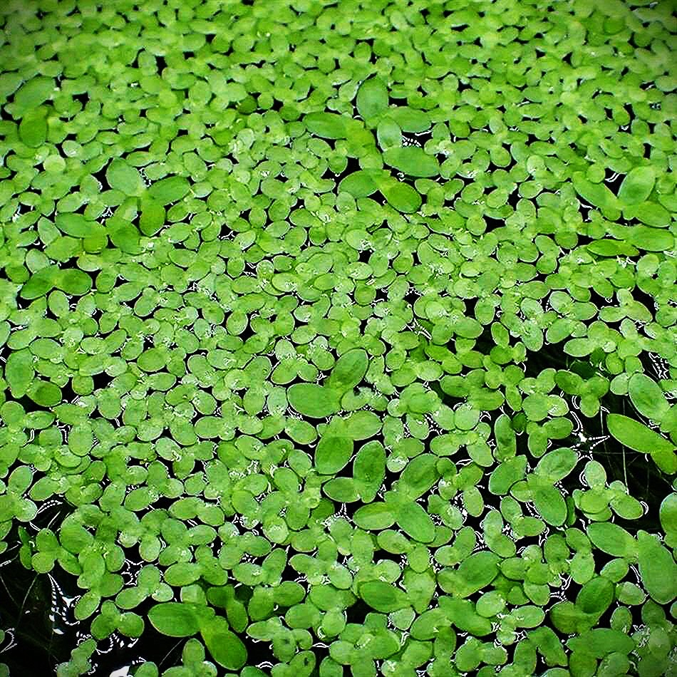 Bèo tấm thuỷ sinh hồ cá - Cây thủy sinh trang trí hồ thủy sinh giúp che bớt ánh sáng, lọc nước, nơi trú cho cá con.