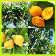 giống cây quả lekima ( QUẢ TRỨNG GÀ)