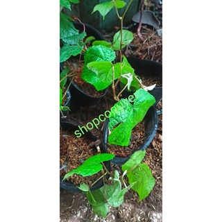 Cây nho rừng giống