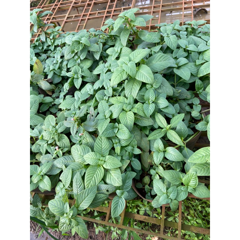 Combo 10cây rau xá xị