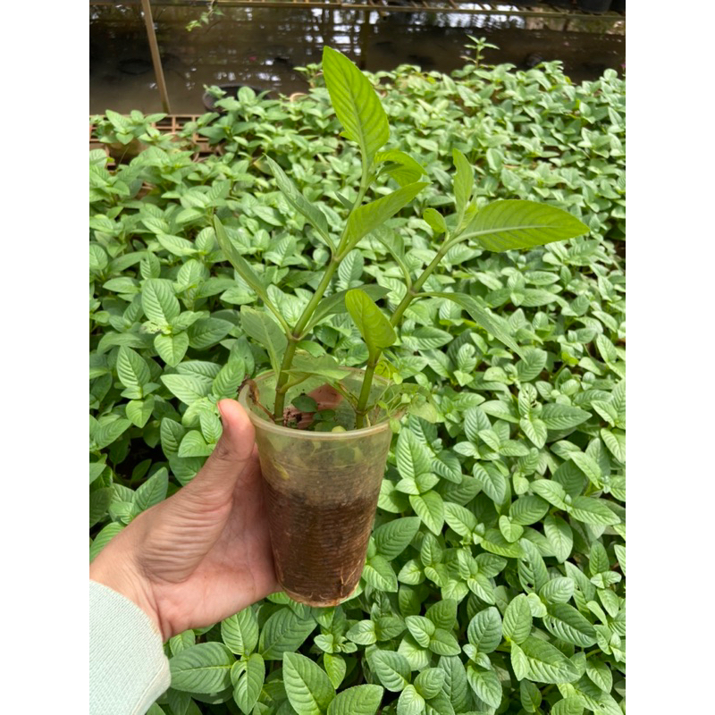 Combo 10cây rau xá xị