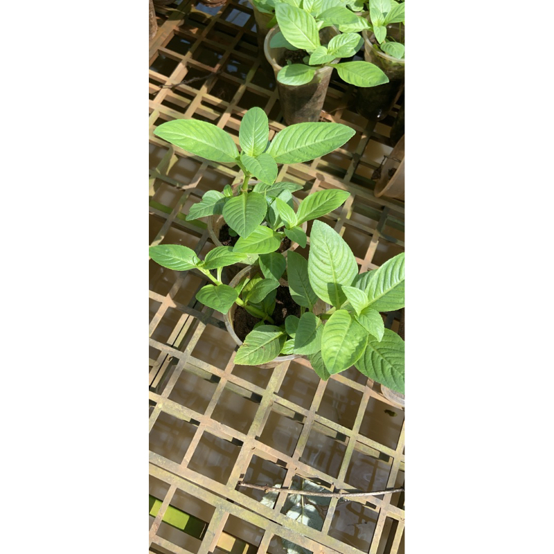 Combo 10cây rau xá xị