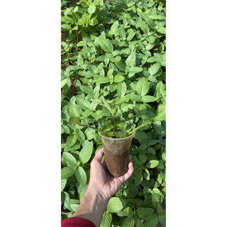 Combo 10cây rau xá xị