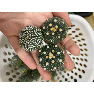 Xương rồng Aster giá rẻ size 3-4cm+. Hàng gieo hạt Thái .Ship cây ngẫu nhiên,chọn cây vui lòng ib