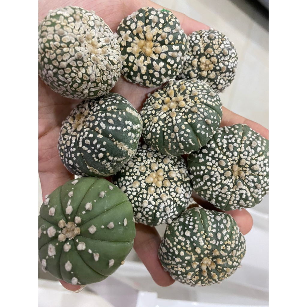 Xương rồng Aster Super Kabuto size 4cm+. Vân đẹp .Ship cây ngẫu nhiên,chọn cây vui lòng ib