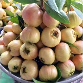 Cây giống mận lý, cây chiếc cành cao 40cm