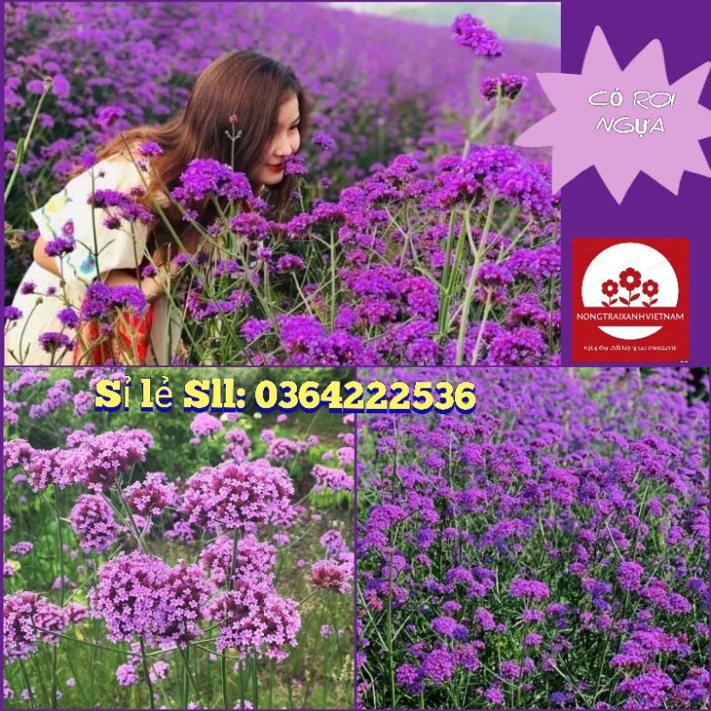 200 HẠT GIỐNG CỎ ROI NGỰA TÍM💥 SIÊU CUTE❤ NẢY MẦM CỰC TỐT