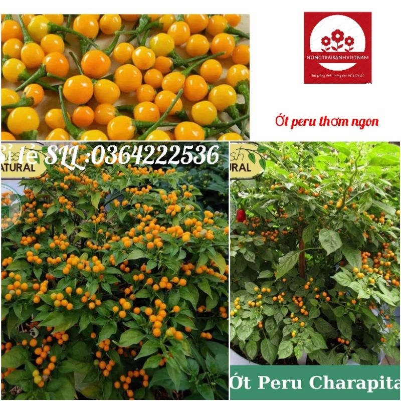 💥🖖 hạt giống ớt peru, ớt ngon và đắt nhất Thế Giới 💥 Xuất Sắc 💝 rất đáng trồng