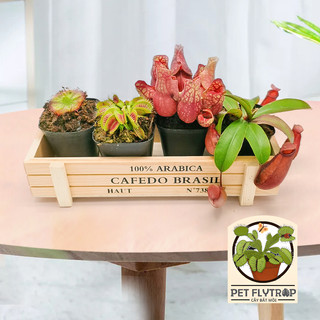 Cây bắt mồi, cây ăn thịt, cây bắt côn trùng để bàn dành cho người mới bắt đầu