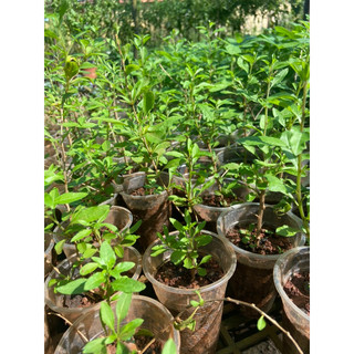 Cây giống câu kỷ tử