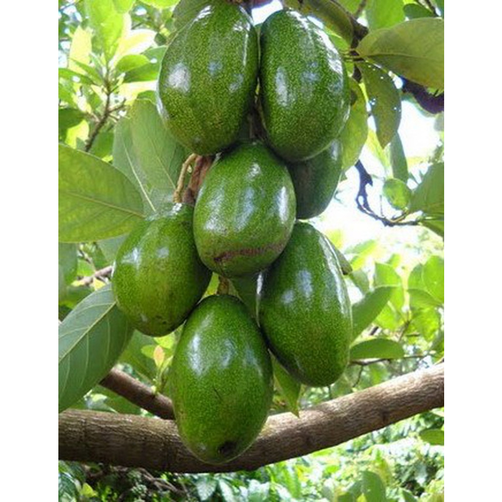 Cây giống bơ tứ quý siêu sớm cho trái, cây khỏe có bảo hành