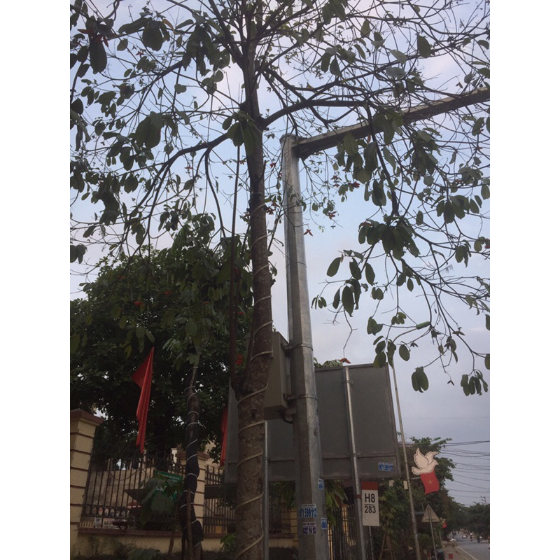 Cây sang giống/cây mề gà