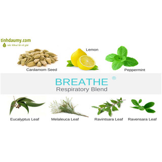 Tinh dầu Hô Hấp bi lăn Breathe Touch