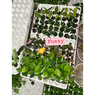 Cây Philodendron Fuzzy Petiole (cây giống)
