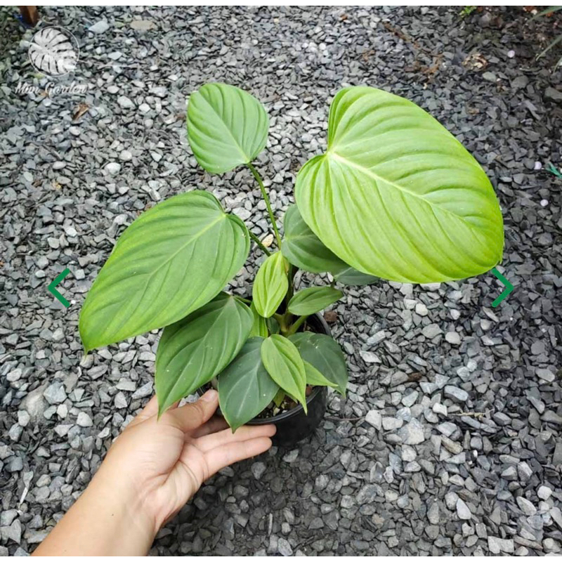 Cây Philodendron Fuzzy Petiole (cây giống)