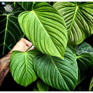 Cây Philodendron Fuzzy Petiole (cây giống)