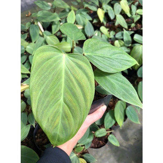 Cây Philodendron Fuzzy Petiole (cây giống)
