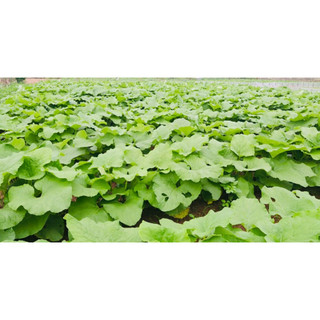 Củ Ngưu Bàng Tươi 500g, 1Kg